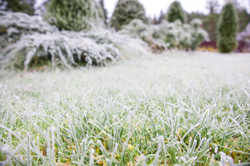 Frame of froze lush green grass with with ice crystals on natural blurry background. Close-up, copy space.