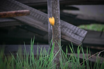 Yellow tulip in the grass on the background of boards