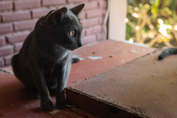Korat cat,A gray cat lying on a brown background.