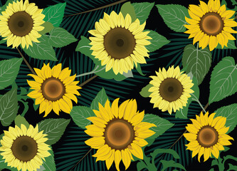 Vector Sunflower, Sunflower Vector, Background, Summer 