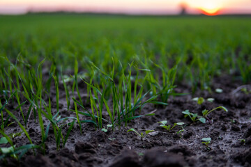 Close up young wheat seedlings growing in a field. Green wheat growing in soil. Close up on sprouting rye agriculture on a field in sunset. Sprouts of rye. Wheat grows in chernozem planted in autumn.