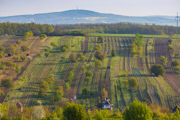 Obraz premium Spring vineyard near Mutenice, Southern Moravia, Czech Republic
