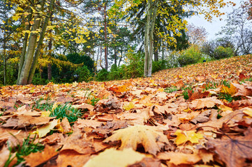 On the ground lying golden autumn leaves on a footpath in a park.