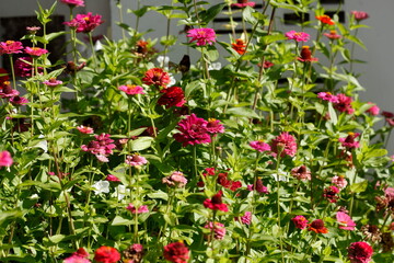 Lila Zinnien, Blüte, Deutschland, Europa