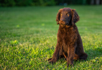 Beautiful little playful puppy of a brown flat-coated retriever.