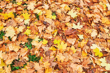 On the ground lying golden autumn leaves on a footpath in a park.