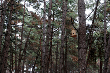 birdhouse standing on pine tree against view