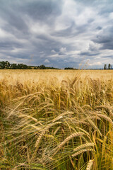 Rye sown just before the harvest, Western Bohemia, Czech Republic