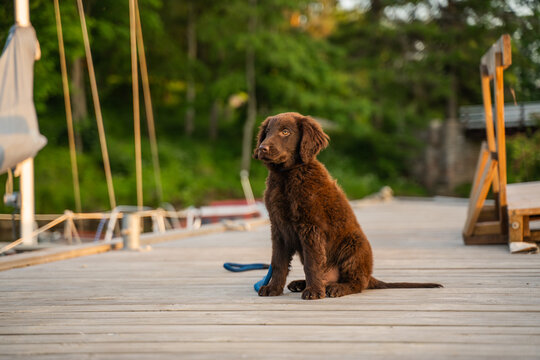 Beautiful little playful puppy of a brown flat-coated retriever.