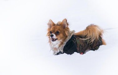 Chihuahua dog in a jacket stands in the snow