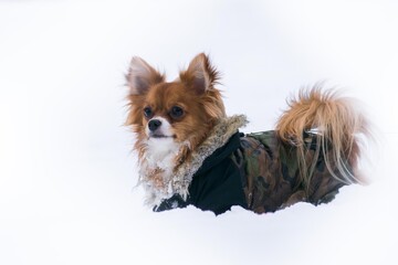 Chihuahua dog in a jacket stands in the snow with a serious face
