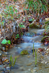 stream in autumn forest
