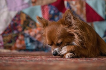 Chihuahua dog lies and licks its paw against a background of fabric