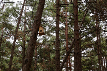 birdhouse standing on pine tree against view