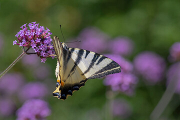 Verbena bonariensis vervain purpletop flowering plant with white black butterfly scarce swallowtail Iphiclides podalirius