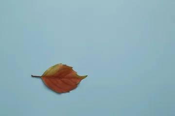 Fotobehang Red leaves on isolated background © bahadirbermekphoto