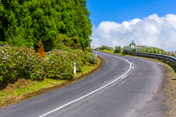 road surrounded by green vegetation