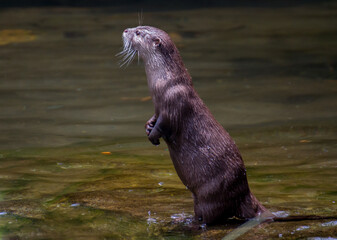 Portrait of an otter in the water