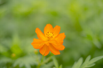 キバナコスモス