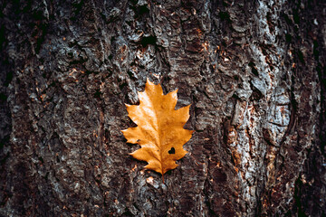 Herbstblatt mit Herz 