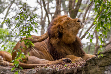 Portrait of a lion scratching its head on a forest