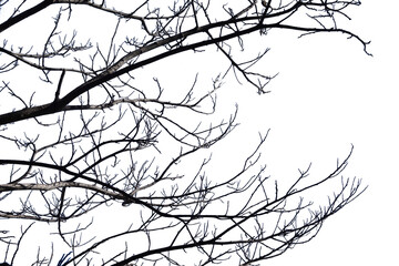 Dry branches Cracked dark crust Part of the tree beautiful from the forest Isolated on white background