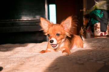 Red chihuahua puppy playing