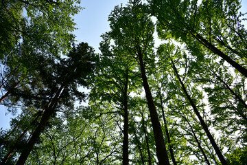 Fototapeta premium 木々を見上げた風景