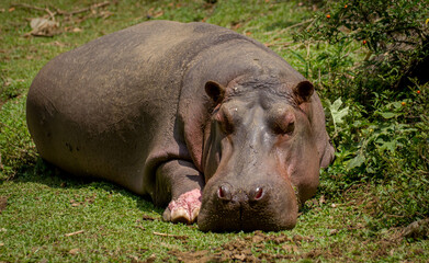 Hippo sleeping in the grass