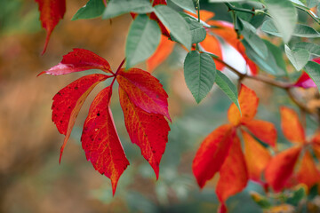 Rotes Weinlaub im Herbst 