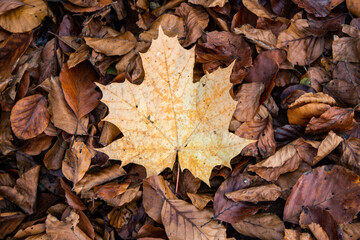 Ahornblatt im Herbst 