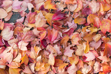 秋の紅葉の落ち葉の風景