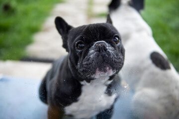 Two French Bulldogs sit on a yard behind the window.