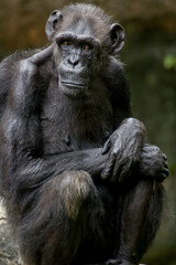 Fototapeta na wymiar Portrait of an old chimpanzee 