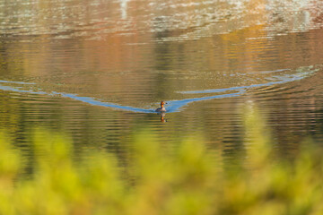秋の公園の池に泳いでいる可愛い鴨の姿
