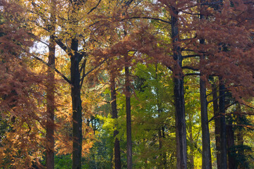 Obraz premium 秋の公園の静かな森の風景