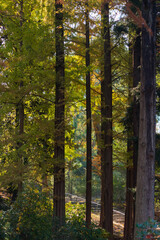 Fototapeta premium 秋の公園の静かな森の風景
