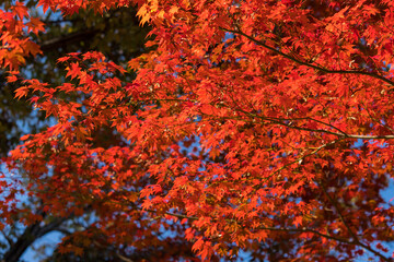 秋の綺麗な鮮やかな紅葉の風景