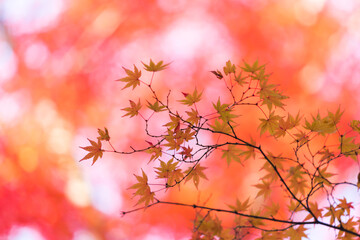 秋の綺麗な鮮やかな紅葉の風景