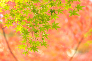 秋の緑色の紅葉の風景