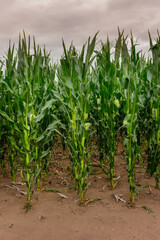 Cornfield in Buenos Aires Province, Argentina