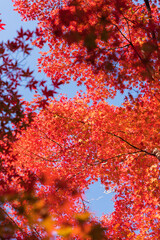 秋の綺麗な鮮やかな紅葉の風景