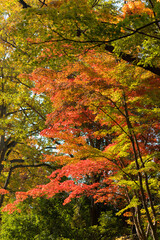 秋の公園の紅葉の森の風景