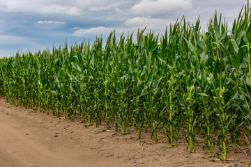 Cornfield in Buenos Aires Province, Argentina