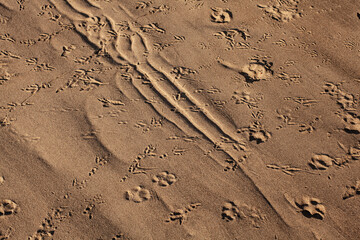 Animal footprints in the sand