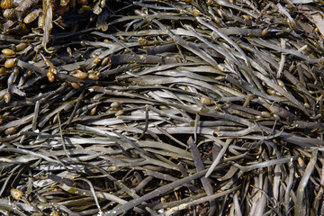 Sea algae background. Atlantic Ocean seaweed