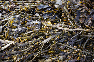 Bladder wrack seaweed background on outdoor
