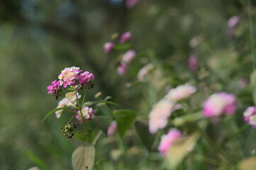 Close-up of Lantana. Lantana (lan-tan-uh) is a genus of about 150 species of perennial flowering plants in the verbena family, Verbenaceae. Their common names are shrub verbenas or lantanas.