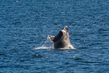 Obraz premium Southern Right whale jumping, Patagonia, Argentina.