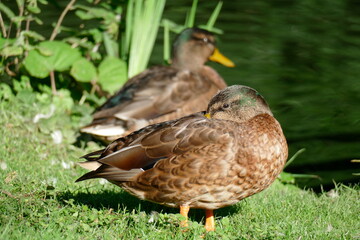 Enten auf einer Wiese stehend , Anas platyrhynchos, Deutschland, Europa